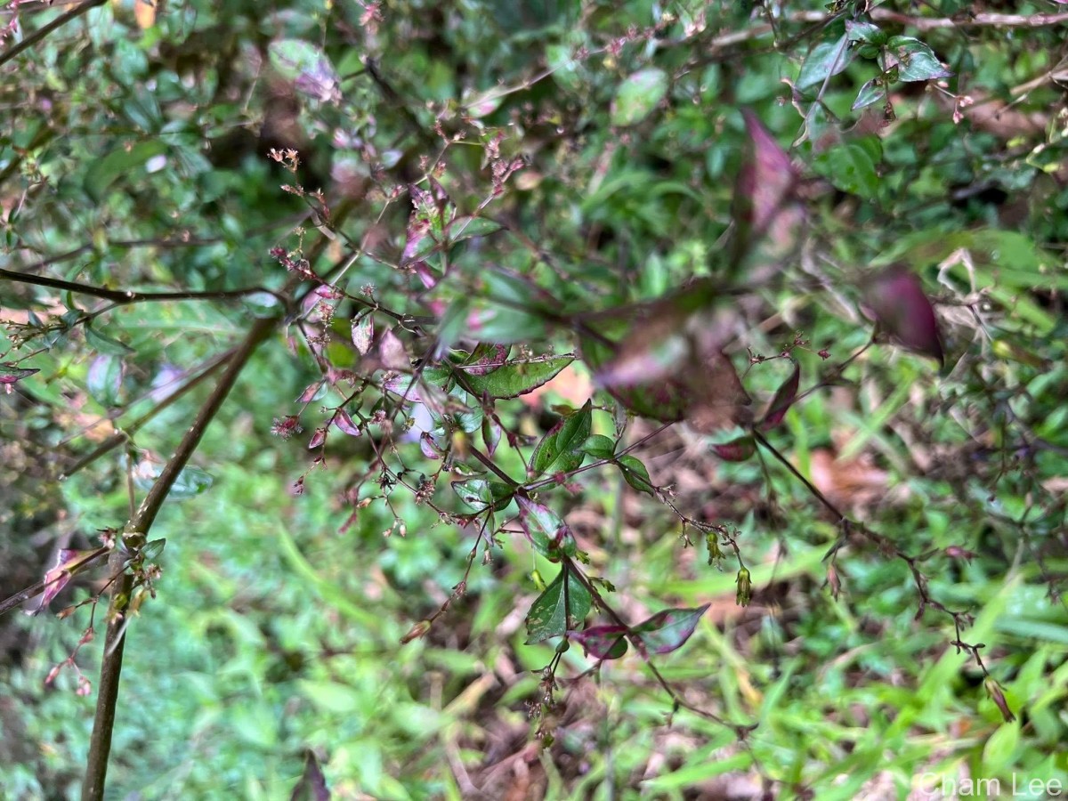 Strobilanthes helicoides T.Anderson